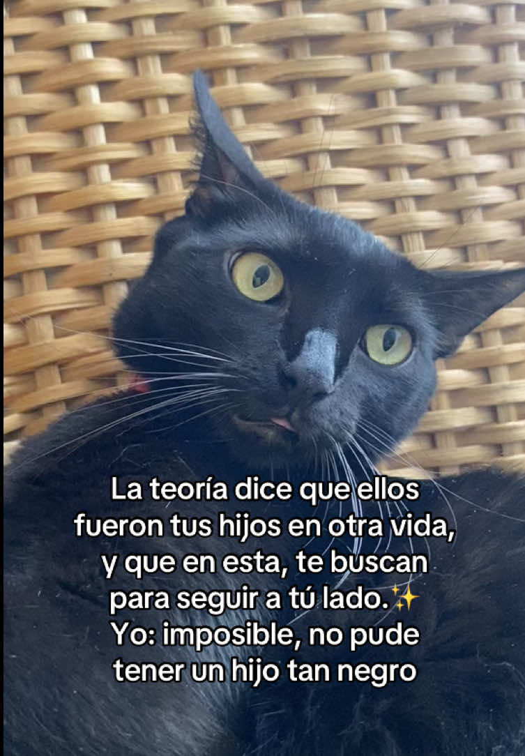 #gatos #humor
