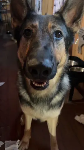 Marty the troublemaker 🙃 #germanshepherd #trainingday #dogsoftiktok #dog #dogmom 