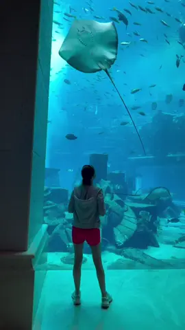 Atlantis Lost Chamber Aquarium Dubai.
