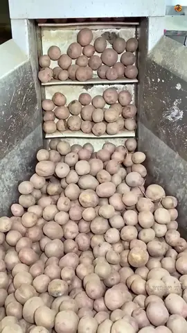 How Potato Chips Are Made in a Factory | The Complete Process
