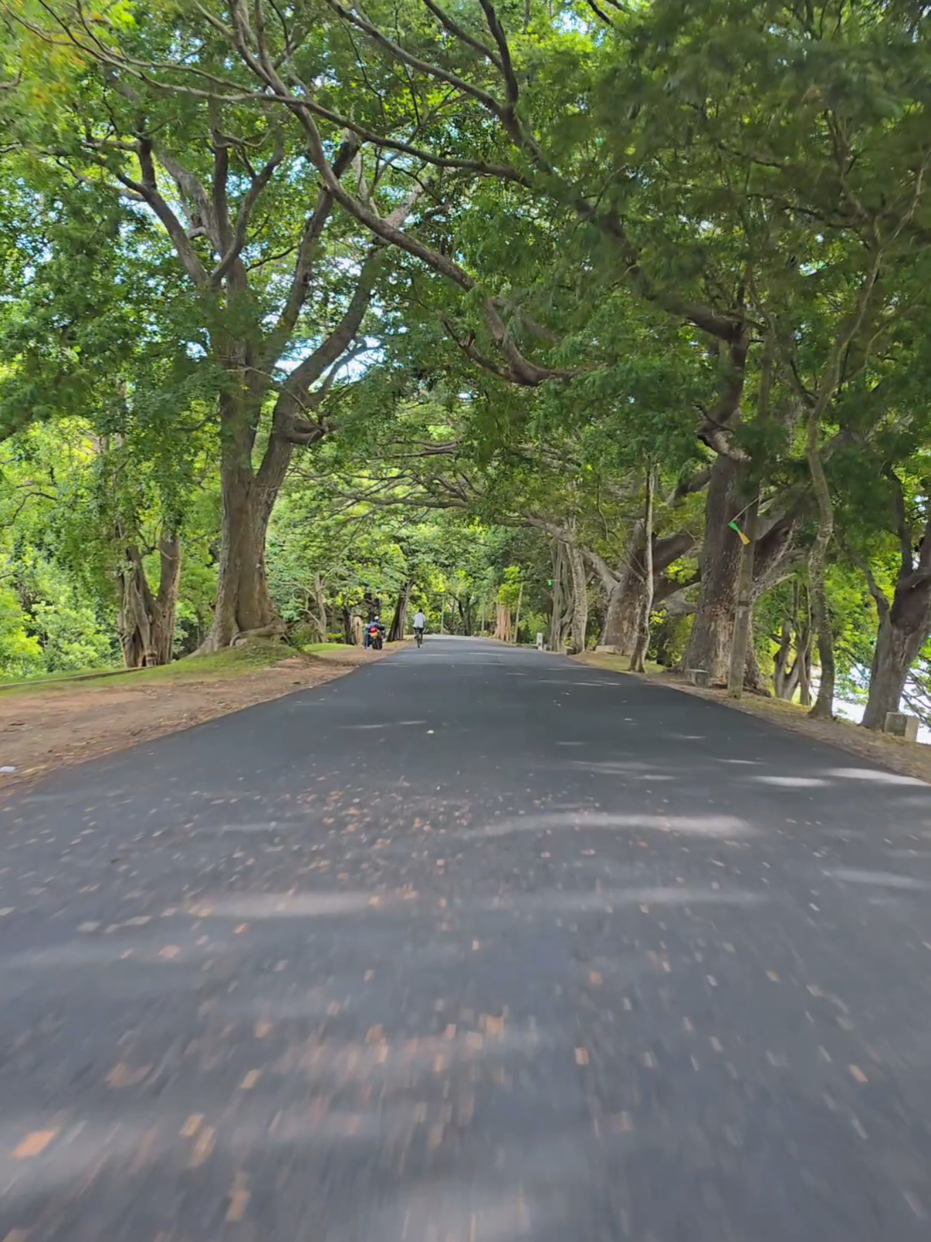 තුරු වියන් යටින් 🍃 🌿 .  . #kalawewa #anuradhapura_sri_lanka🇱🇰 #roadtrip #vibes #fyp 