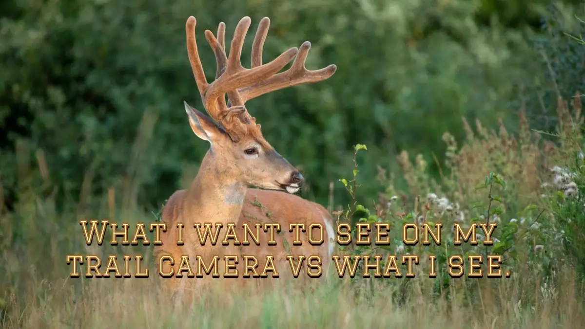I mean gotta keep things kept up. One camera is in our back yard to be fair. #deerseason2025 #reveal #Trailcam #backyard #trailgrooming