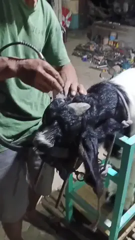 segera diredykan bolo alat penjepit kepala kambing,kuat simpel  aman cepat lebih efektif& efisien,bisa kirim2
