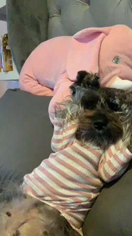 Schnauzer consentida ❤️ te amo Holly bebe. #schnauzer #schnauzersoftiktok #fy #fyppppppppppppppppppppppp 