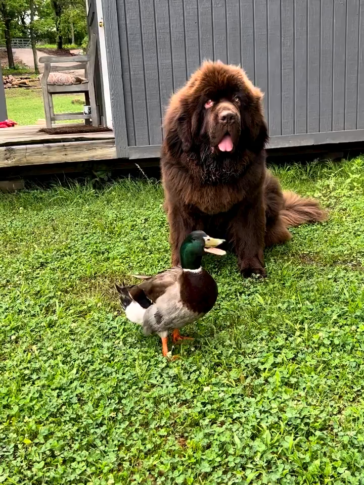 #BestFriends #dog #duck #dogsoftikok #ducksoftiktok