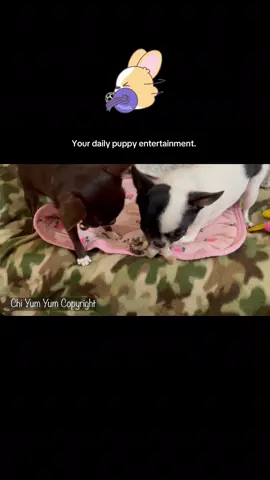 8/27/25 Your daily puppy entertainment                                      Puddin is like…. It’s not the dirty monkey mommie, but I’ll try it.   Isn’t she a good sport ?                      #chihuahua #dogs #puppy #puppytiktok #dogsoftiktok 