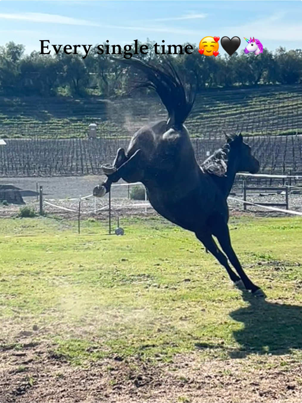 Love this sweet, spicy girl #syv #arabianhorses #halfarabian #nationalchampion #rolling #westernpleasure #blackmare #santaynezvalley #champion #hunterpleasure #retired 