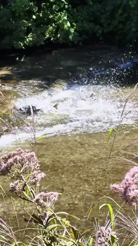 #salmonrun #wildlife #salmon #fishing #fish 
