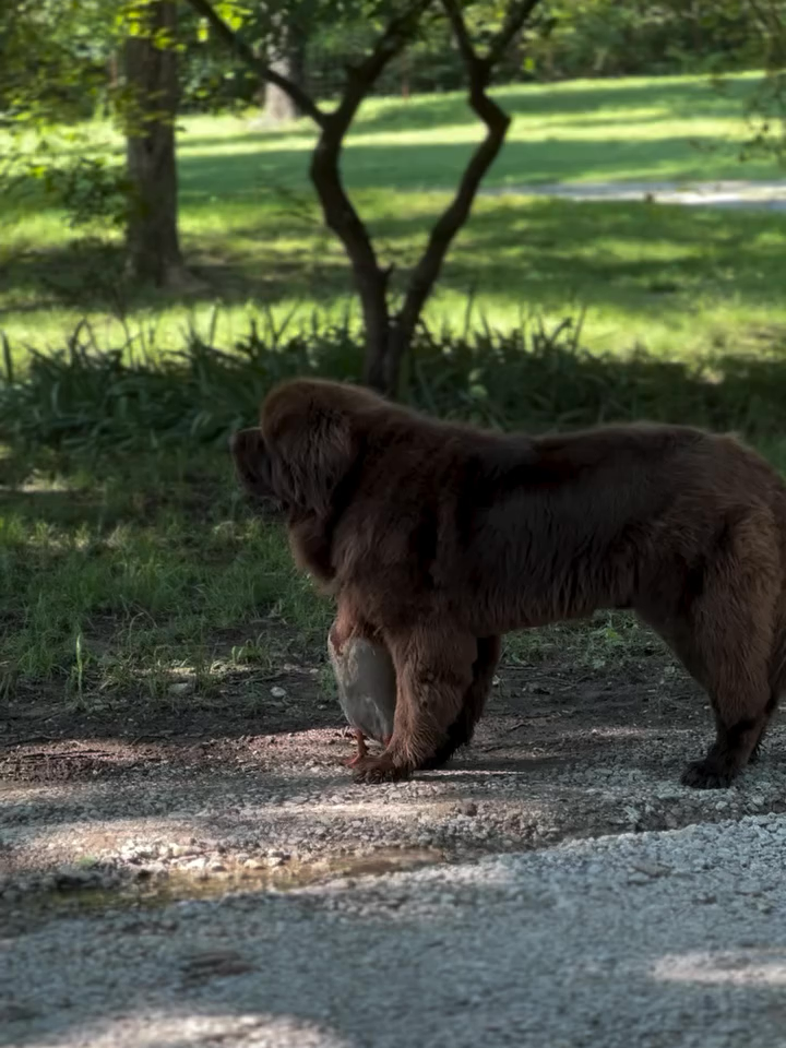 #bestfriend #dog #duck #newfoundland #animalsoftiktok
