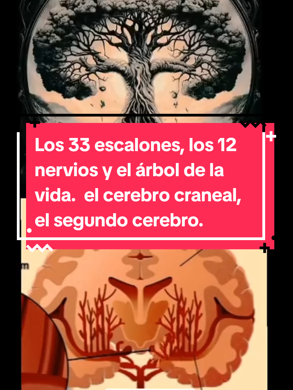 El Árbol de la Vida en el Apocalipsis y el fruto prohibido. ∆ Apocalipsis 22:2:  Después me mostró un río limpio de agua de vida, resplandeciente como cristal, que salía del trono de Dios y del Cordero. 2 En medio de la calle de la ciudad, y a uno y otro lado del río, estaba el árbol de la vida, que produce doce frutos, dando cada mes su fruto; y las hojas del árbol eran para la sanidad de las naciones. El río simboliza el líquido cefalorraquídeo, Conocido como LCR, es un líquido de color transparente, que baña el encéfalo y la médula espinal. Circula por el espacio subaracnoideo, los ventrículos cerebrales y el canal medular central sumando un volumen de 150 ml, en condiciones normales.  Esté  aceite que desciende o asciende del chakra desde el sacro( o infierno ) y va subiendo por las 33 vértebras (la escalera de Jacob) y se encuentra con sus 12 nervios craneales (12 discipulos) hasta llegar al chakra corona o Sefirot Keter(o el cielo ) (De ahí la importancia del grado 33 de masonería) donde radican las glándulas pituitaria, hipófisis y la pineal (qué también abarca el Chakra Tercer ojo).  Esta ascensión también se conoce como despertar de la Kundalini( la serpiente enroscada) donde las personas despiertan sus chakras superiores además de los siete básicos. La persona se convierte en un Mashiaj o Cristo porque comienza a despertar sus dones y habilidades místicas tal como lo enseñó Y’shua (El Cristo) Cuando encarnó  en esta tierra. ∆ Apocalipsis 2:7:  