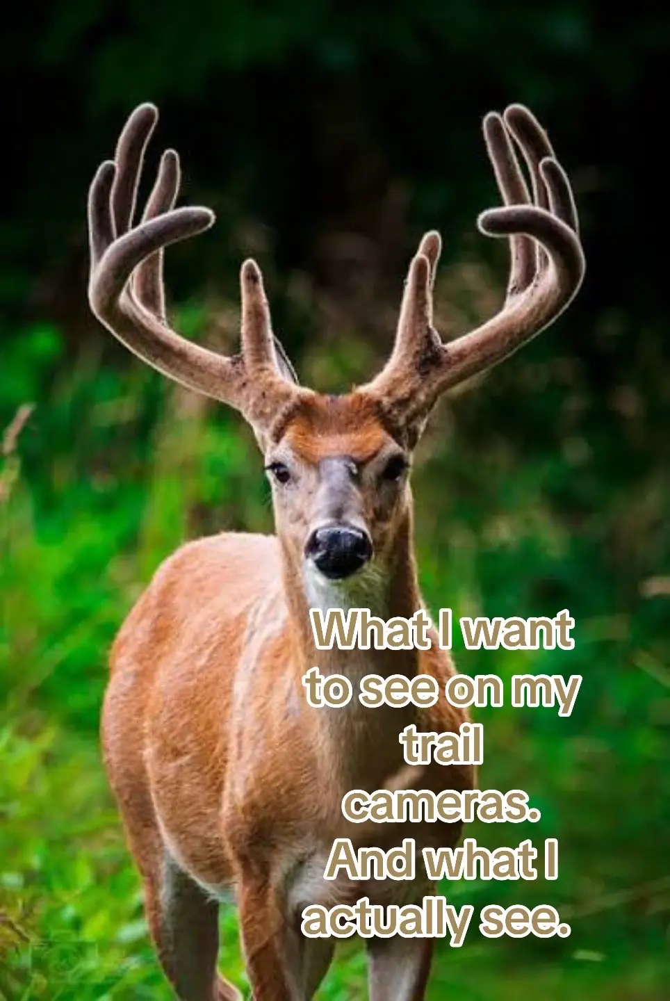 I actually like getting all the other wildlife. I’ve gotten some cool ones of owls, hawks, turkeys, rabbits a neighbors dog 😂. #deerseason2025 #reveal #Trailcam #raccoons #animals 