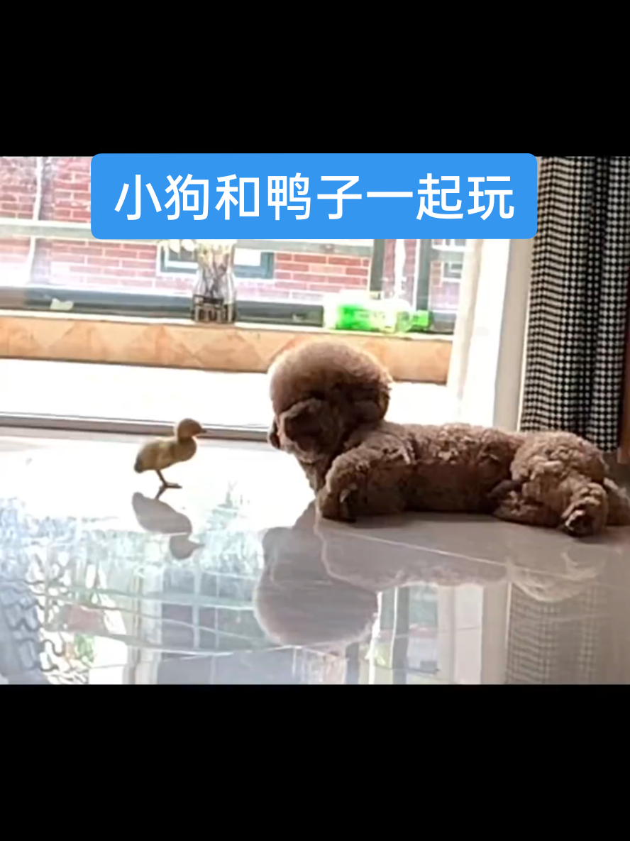 毛孩子和鸭子一起玩 #狗狗 #狗狗的日常 #taobao1688 #poodles #dog 