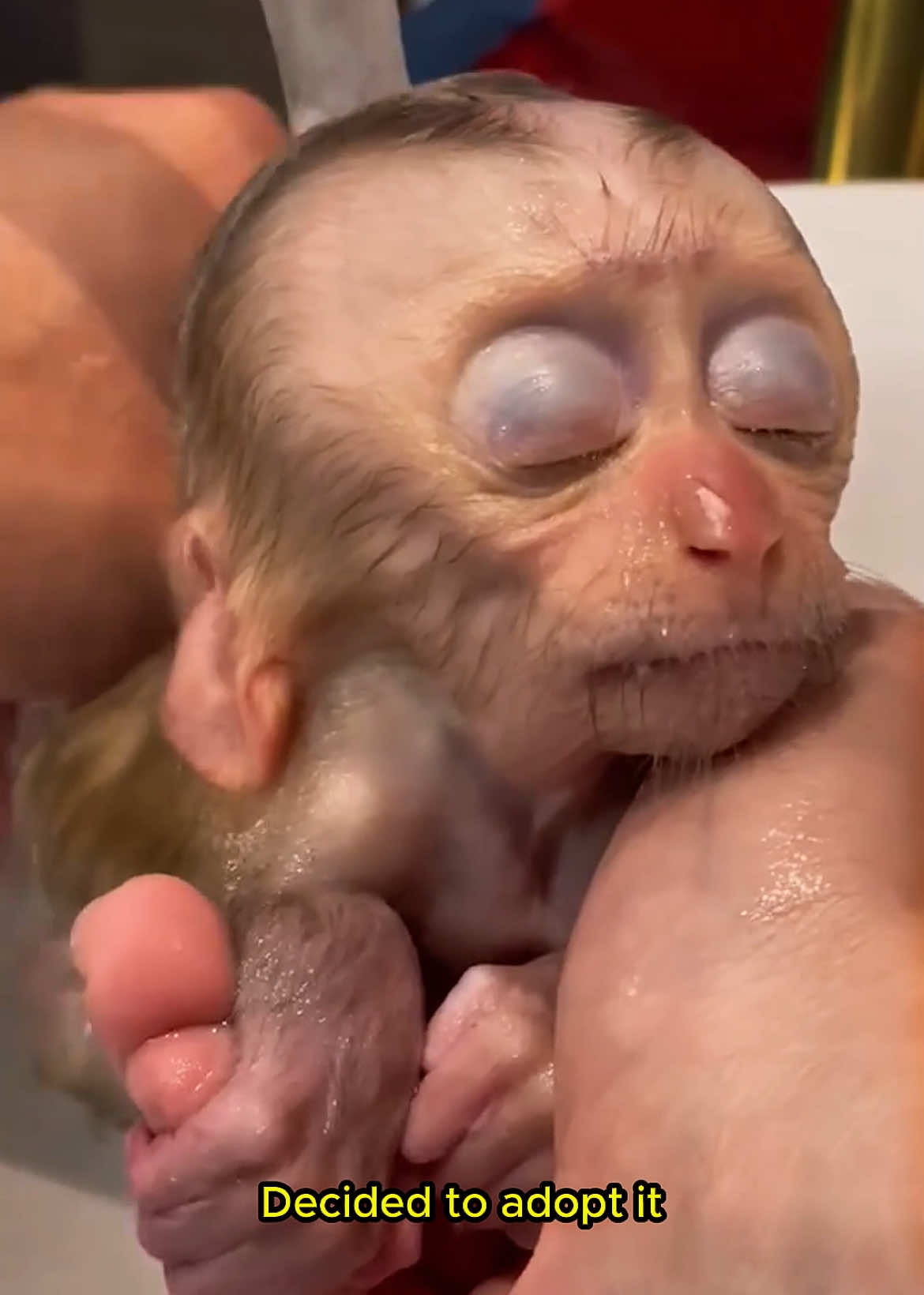 Adopted an orphaned baby monkey with so much love #monkey #rescue #loveanimal #lovestory #rescueanimals 