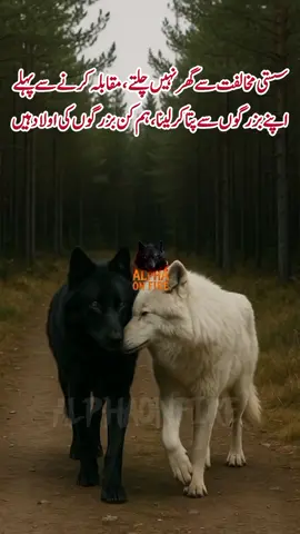 سستی مخالفت سے گھر نہیں چلتے ، مقابلہ کرنے سے پہلے اپنے بزرگوں سے پتا کر لینا، ہم کن بزرگوں کی اولاد ہیں #creatorsearchinsights #Foryou #alphaonfire #alphapack #wolf 