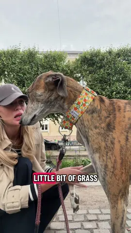 I think he might just survive #greyhoundsoftiktok 