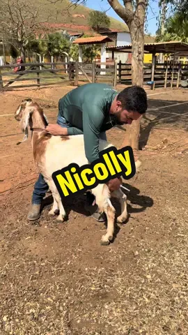 A nossa cabra Indiana vai parir !!!  Quem aí quer acompanhar? 