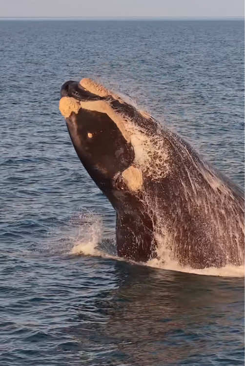 Southern right whale 🐋🐳 #amazingocean 