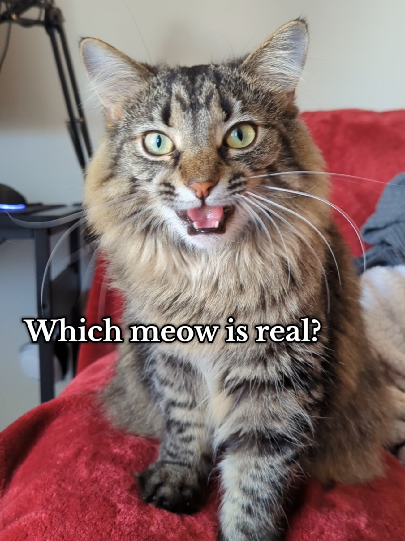 Can YOU guess correctly? 😸 #cat #catsoftiktok #fyp #meow 