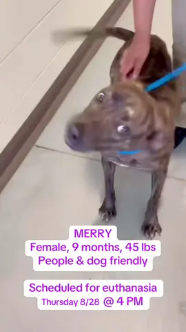 🐾 Merry •Female, 9 months, 45 lbs •People friendly •Not dog reactive  •Leash trained •Available for rescue only •Euth listed for Thursday, August 28, 2025 at 4:00 PM 📍Clayton County Animal Control and Adoption Center in Ellenwood, Georgia @CCAC Volunteers  #euthlist #euthlistdogs #rescueme #rescuedog #shelterdog 