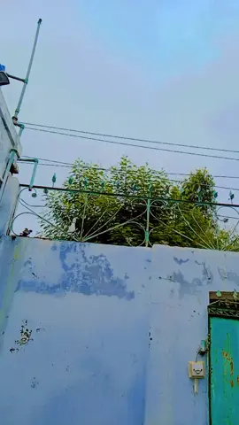من مرضی دے باباجی 