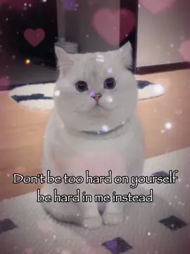 Don’t be too hard on yourself 😘😘#rizz #catsoftiktok #joke #relatable #fyp 