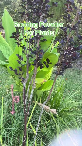 Rooting powder #rootingplants #rootcuttings #propagating 