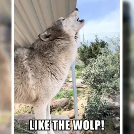 HUNGRY LIKE THE WOLP 🐺🐺🐺 Thank you all for one year of Wolp Wednesday!l #wolpwednesday #wolf #wolves #edit #fyp