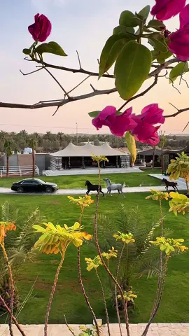 #السعودية #الرياض #العيينه #trend 