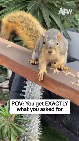 He politely acquiesced her request 🐿️ #afv #funny