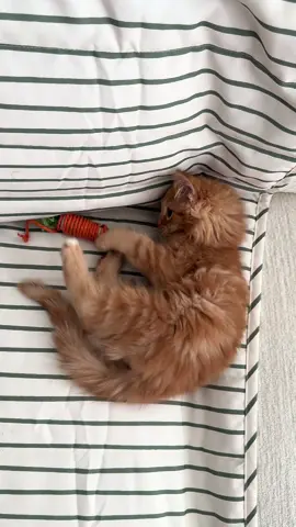 Yoshi’s playtime 🥕 #catplaying #ragdollkitten #ragdoll #orangecat #catasmr