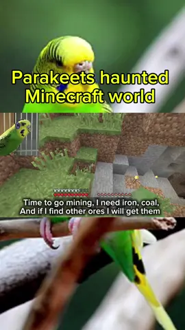 Parakeets haunted Minecraft world #parakeet #parakeets #Minecraft #fyp #budgie 