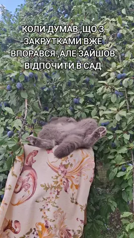 #юмор #котвенька #відпочинокусаду#закрутки#