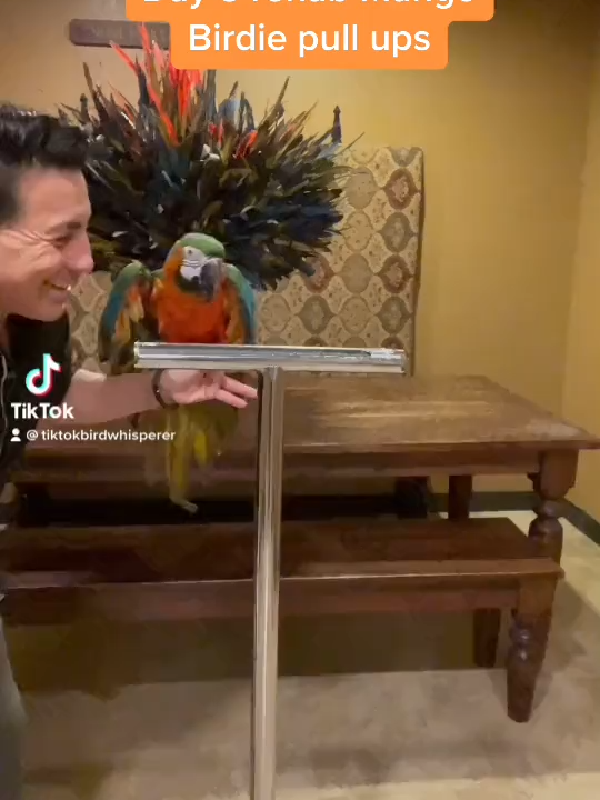 MANGO DAY 8 OF 30 TEAM MANGO #1 #parrottraining #rehabilitation #parrot #birdtraining #animals#THEPARROTPRO #MACAW #BIRDWHISPERER #animalrescue #ABUSEDANIMALS #BIRDTRICKS