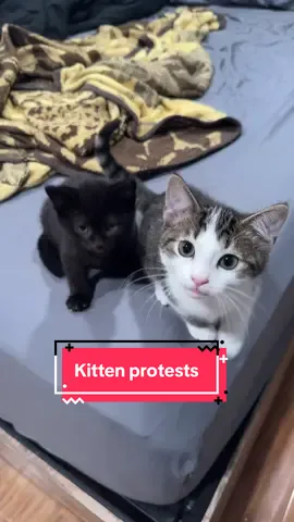 Lots of kittens protests lately #yseratok #merryandpippin #kittens #yserasarmy #catsoftiktok 