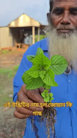 🗣️জোয়ান কি গাছের শিকড়ের উপকারিতা ও গুনাগুন,,! #viral #shorts #tanding #foryoupageofficiall 