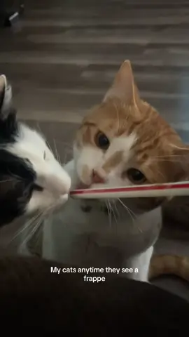 Always waiting for me to finish so they can have a go at the straw🤣 #orangecat #catsoftiktok #fyp #cats 