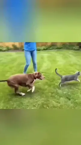 komik hayvanlar alemi funny animals moment   смешное видео про животных #pet #komikhayvanvideoları #PetsOfTikTok #cat #dog 