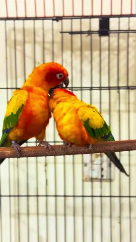 Our Beautifully Bonded Sunconure Pair❤️