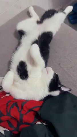 Used my suggested sound .. but I think my cats broken 😭😭😭