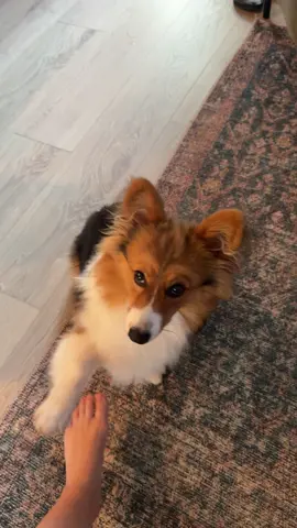 Treats? Tricks inbound #corgi #dogsoftiktok #tricks #corgisoftiktok 