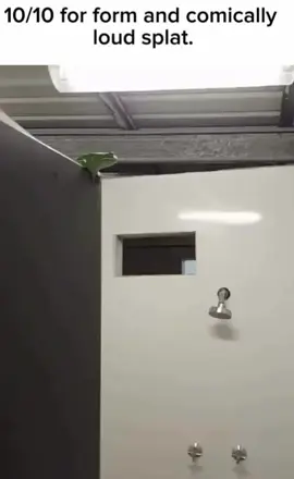 that splat!😆👌 #funnyfrogs #frogleap #leapoffaith #splat #funnysounds 