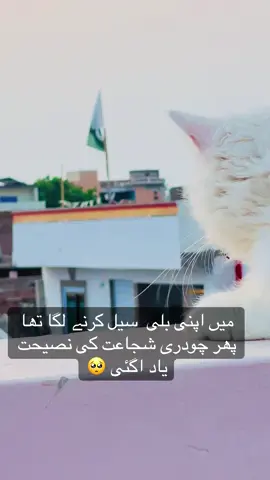 میں اپنی بلی  سیل کرنے لگا تھا  پھر چودری شجاعت کی نصیحت یاد اگئی 🥺 cat lovers 💕 cute 🥰🥰 #catlover #cat #tranding #song #creatorsearchinsights 