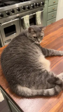 I miss fat RoRo #catsoftiktok #cattok