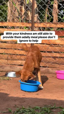 I hope you don’t ignore me on my mission of saving stray dogs  a donation,ashare and alike can also help if you give  #supporttosave #Donatetoday #Everybitcounts 🐕❤️🐕❤️