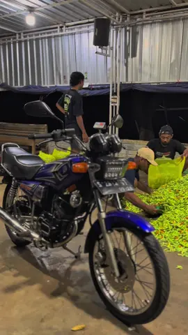 DI AYEMNE PIKIR E #dangdut #rxking #jalurlangit #cabe #rxspesial 