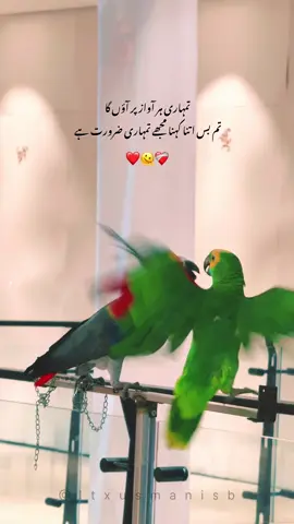 تمہاری ہر آواز پر آؤں گا تم بس اتنا کہنا مجھے تمہاری ضرورت ہے  ❤️‍🩹❤️‍🩹❤️‍🩹 #CapCut #foryou #islamabad #birds #unfrezzmyaccount 