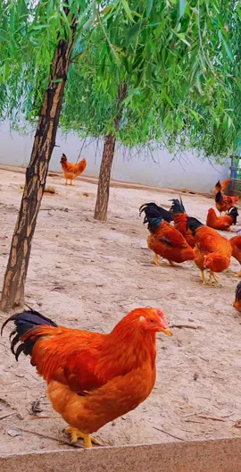 STOClk#hen #eatingbirdfood #chicken #birds #usa