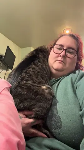 No cats were harmed in the making of this video he literally begs for me to do this daily #catsoftiktok #cat #funnycat #catstalking #fyp 