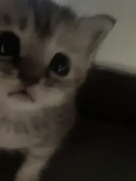 So cute #cutecat #pet #kucing #kitty 
