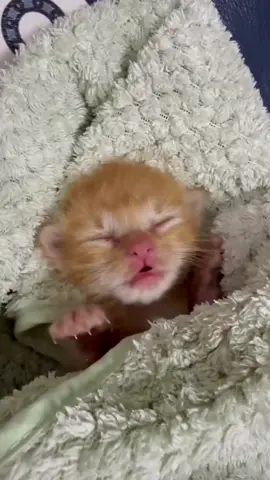 So cute #cutecat #pet #kucing #kitty 